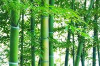 桑名市とバイオプラスチック製造会社が「竹資源の循環創出に関する包括連携協定」を締結