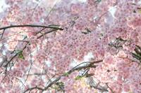 桜シーズン開幕！関西のお花見スポット紹介