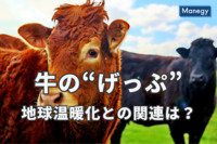 牛の“げっぷ”と地球温暖化の関連とは？　「DEレポート」第13弾
