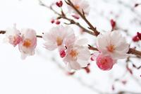 桜の開花・満開予想にもAI（人工知能）が活躍する時代！
